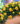 7100 dezenter Akzent mit gelben Rosen
