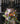 7208 Blumenwiese
